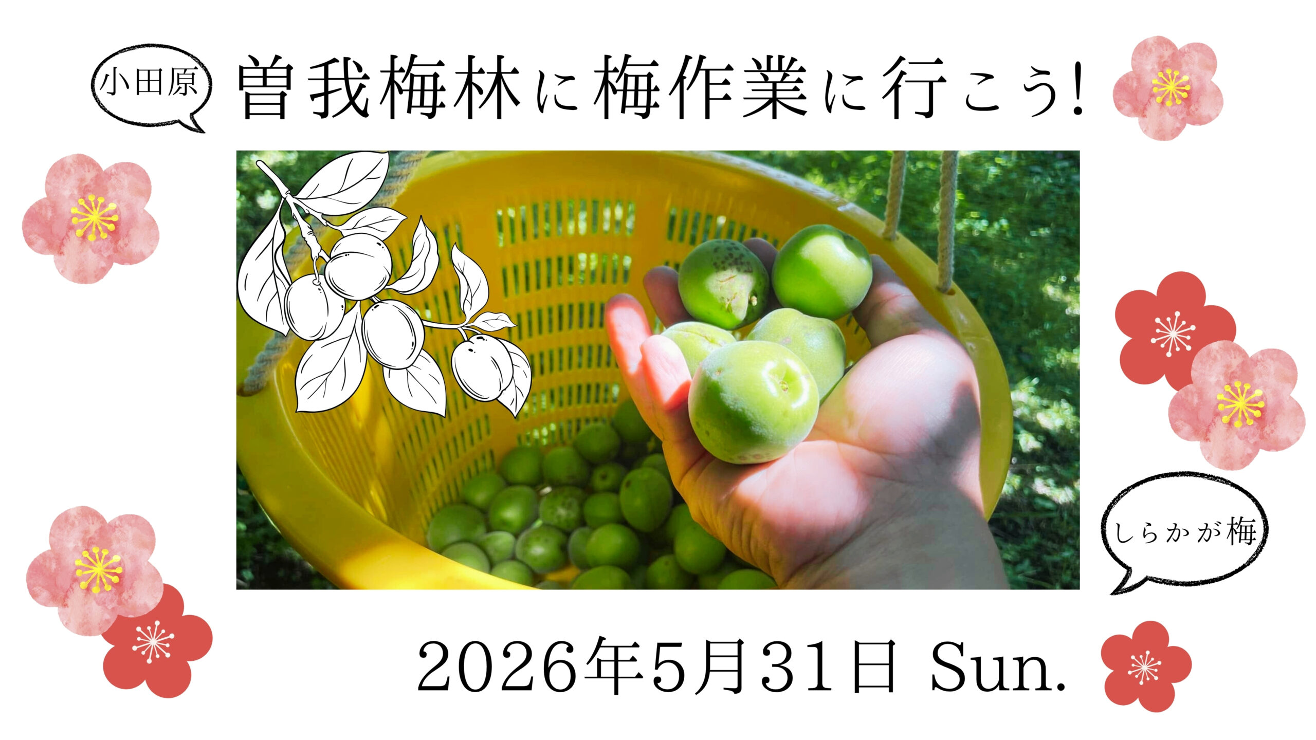 曽我梅林に梅作業に行こう！